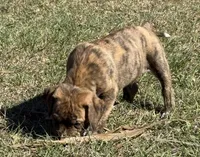 Sammy Jr, a male Anatolian Shepherd Dog and Black Mouth Cur for sale in Chiefland, FL – Photo 3 of 4