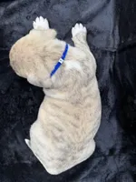 Saga, a male Anatolian Shepherd Dog and Black Mouth Cur for sale in Chiefland, FL – Photo 3 of 6