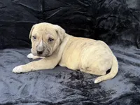 Saga, a male Anatolian Shepherd Dog and Black Mouth Cur for sale in Chiefland, FL – Photo 5 of 6