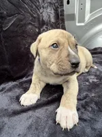Saga, a male Anatolian Shepherd Dog and Black Mouth Cur for sale in Chiefland, FL – Photo 1 of 6