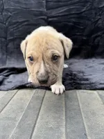 Saga, a male Anatolian Shepherd Dog and Black Mouth Cur for sale in Chiefland, FL – Photo 2 of 6