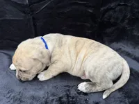 Saga, a male Anatolian Shepherd Dog and Black Mouth Cur for sale in Chiefland, FL – Photo 4 of 6