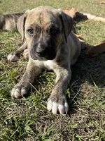 Riggin, a female Anatolian Shepherd Dog and Black Mouth Cur for sale in Chiefland, FL – Photo 2 of 3