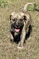 Riggin, a female Anatolian Shepherd Dog and Black Mouth Cur for sale in Chiefland, FL – Photo 1 of 3