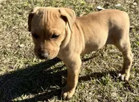 Sadie, a female Anatolian Shepherd Dog and Black Mouth Cur for sale in Chiefland, FL – Photo 4 of 4