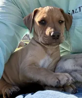 Sadie, a female Anatolian Shepherd Dog and Black Mouth Cur for sale in Chiefland, FL – Photo 3 of 4