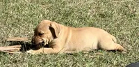 Sadie, a female Anatolian Shepherd Dog and Black Mouth Cur for sale in Chiefland, FL – Photo 1 of 4