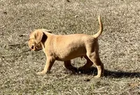 Rito, a male Anatolian Shepherd Dog and Black Mouth Cur for sale in Chiefland, FL – Photo 1 of 5
