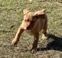 Rito, a male Anatolian Shepherd Dog and Black Mouth Cur for sale in Chiefland, FL – Photo 3 of 5