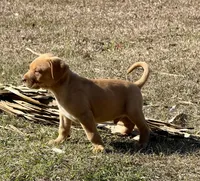 Rito, a male Anatolian Shepherd Dog and Black Mouth Cur for sale in Chiefland, FL – Photo 2 of 5
