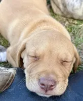 Rito, a male Anatolian Shepherd Dog and Black Mouth Cur for sale in Chiefland, FL – Photo 4 of 5
