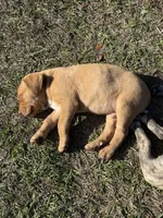 Rito, a male Anatolian Shepherd Dog and Black Mouth Cur for sale in Chiefland, FL – Photo 5 of 5