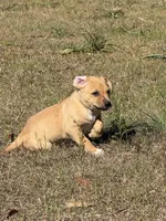 Fawny , a male Anatolian Shepherd Dog and Black Mouth Cur for sale in Chiefland, FL – Photo 4 of 4