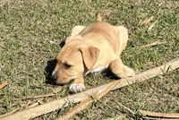 Fawny , a male Anatolian Shepherd Dog and Black Mouth Cur for sale in Chiefland, FL – Photo 2 of 4