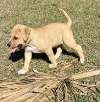 Fawny , a male Anatolian Shepherd Dog and Black Mouth Cur for sale in Chiefland, FL – Photo 1 of 4