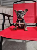 Gremmy, a male French Bulldog for sale in Monahans, TX – Photo 1 of 6