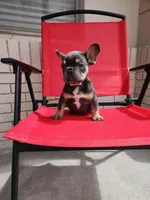 Gremmy, a male French Bulldog for sale in Monahans, TX – Photo 5 of 6
