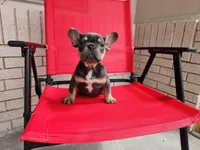 Gremmy, a male French Bulldog for sale in Monahans, TX – Photo 4 of 6