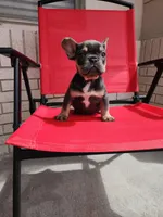 Gremmy, a male French Bulldog for sale in Monahans, TX – Photo 3 of 6