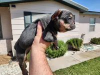 Gremmy, a male French Bulldog for sale in Monahans, TX – Photo 6 of 6