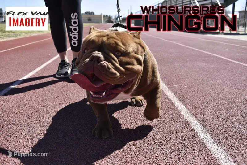 Chingon The Chocolate Beast – American Bully puppy for sale in Monahans, TX