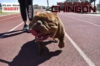 Chingon The Chocolate Beast, a male American Bully for sale in Monahans, TX – Photo 1 of 6