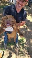 Chingon The Chocolate Beast, a male American Bully for sale in Monahans, TX – Photo 4 of 6