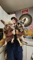Pappa Georgio *New Shade*, a male French Bulldog for sale in Monahans, TX – Photo 2 of 3