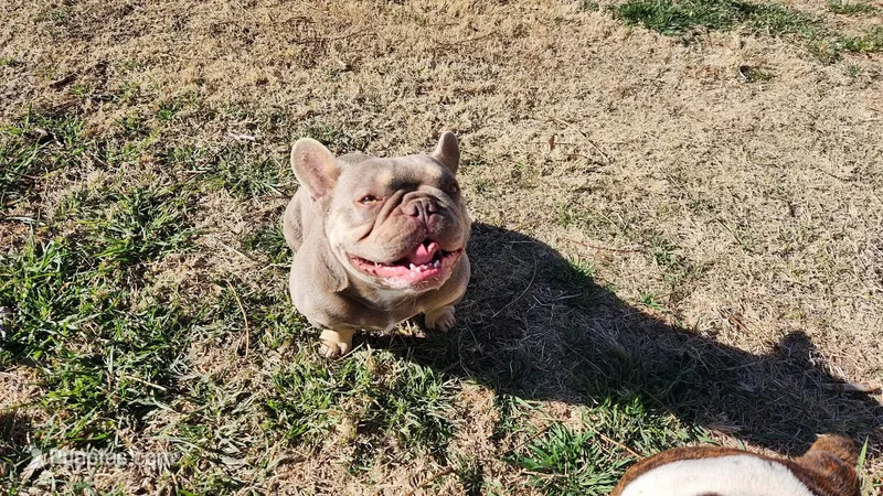 Pappa Georgio *New Shade* – French Bulldog puppy for sale in Monahans, TX