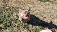 Pappa Georgio *New Shade*, a male French Bulldog for sale in Monahans, TX – Photo 1 of 3