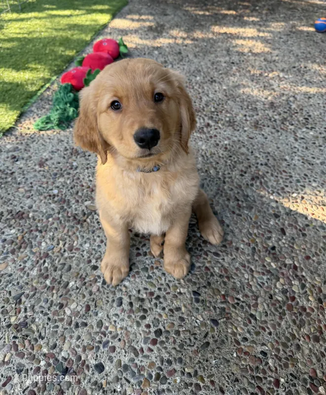 Mr. Blue AKC – Golden Retriever puppy for sale in Vacaville, CA