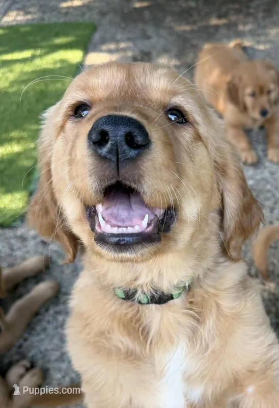 Mr. Green AKC – Golden Retriever puppy for sale in Vacaville, CA