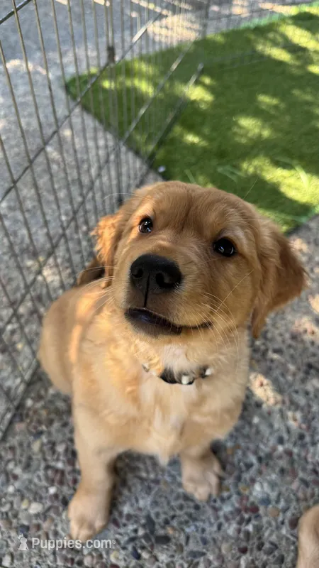 Ms. White AKC – Golden Retriever puppy for sale in Vacaville, CA