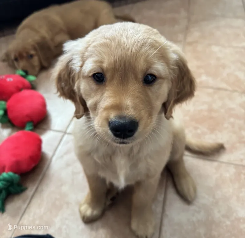 Ms. Purple AKC – Golden Retriever puppy for sale in Vacaville, CA