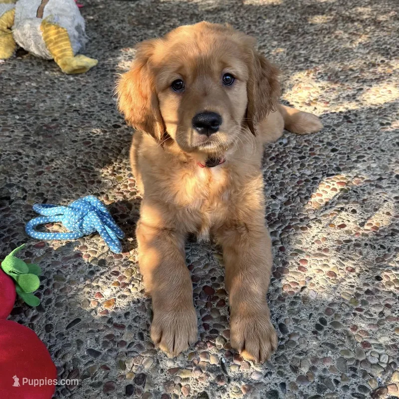 Mr. Red AKC – Golden Retriever puppy for sale in Vacaville, CA