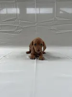 Liberty, a female Miniature Dachshund for sale in Midland, VA – Photo 1 of 2