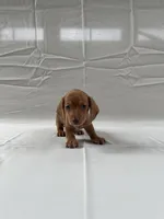 Liberty, a female Miniature Dachshund for sale in Midland, VA – Photo 2 of 2