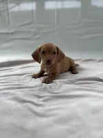 America, a female Miniature Dachshund for sale in Midland, VA – Photo 1 of 2