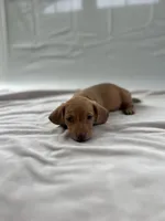 America, a female Miniature Dachshund for sale in Midland, VA – Photo 2 of 2