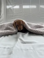 Patriot, a male Miniature Dachshund for sale in Midland, VA – Photo 2 of 2