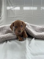 Patriot, a male Miniature Dachshund for sale in Midland, VA – Photo 1 of 2