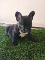 Black Merle, a male French Bulldog for sale in Fayetteville, AR – 8 of 8