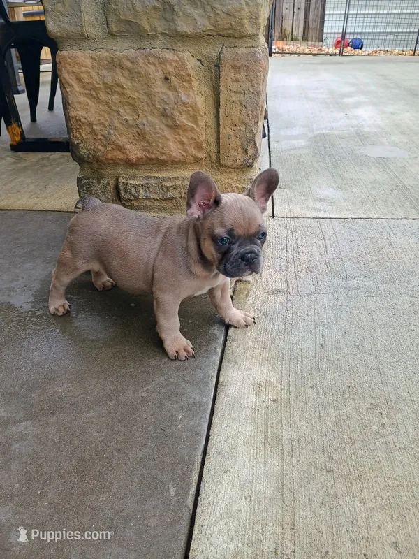 Blue fawn  – French Bulldog puppy for sale in Fayetteville, AR