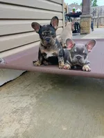 Blue fawn , a male French Bulldog for sale in Fayetteville, AR – 5 of 7