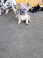 Black Merle, a male French Bulldog for sale in Fayetteville, AR – 6 of 8