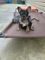 Black Merle, a male French Bulldog for sale in Fayetteville, AR – 4 of 8