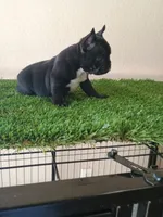Black Merle, a male French Bulldog for sale in Fayetteville, AR – 3 of 8