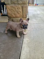 Black Merle, a male French Bulldog for sale in Fayetteville, AR – 7 of 8