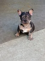 Black Merle, a male French Bulldog for sale in Fayetteville, AR – 1 of 8