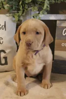 Violet (Purple Collar), a female Labrador Retriever for sale in Tiffin, OH – Photo 7 of 10